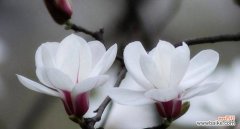 太阳下的哀伤 失去之花——向日葵的花语