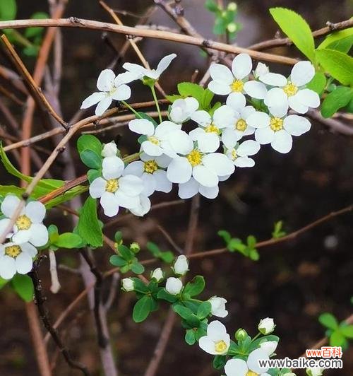 太阳下的哀伤 失去之花——向日葵的花语