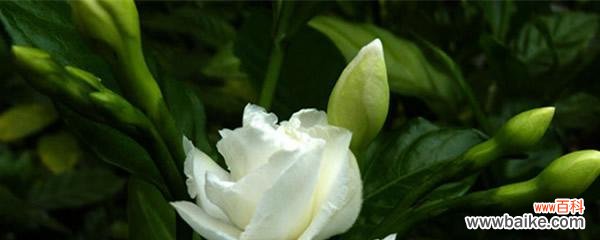 探寻玫瑰花传递的失恋情感与希望 以玫瑰花为主题的失恋花语