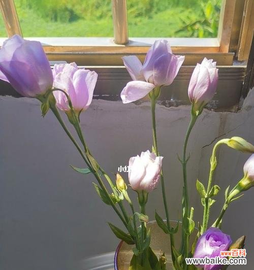 通过白兰花传达赎罪之意 以白兰花为主题的赎罪花语