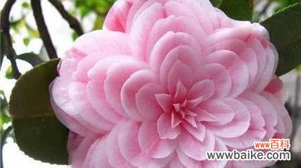 用花语传递深沉的情感 以百合花的花语为主题的守护之爱