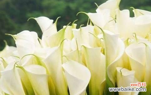 康乃馨花语的深意与情感 以康乃馨花语的守护为主题