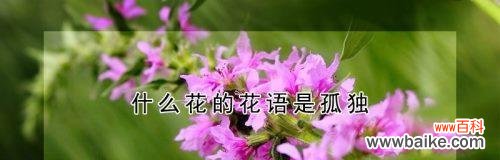 康乃馨花语的深意与情感 以康乃馨花语的守护为主题