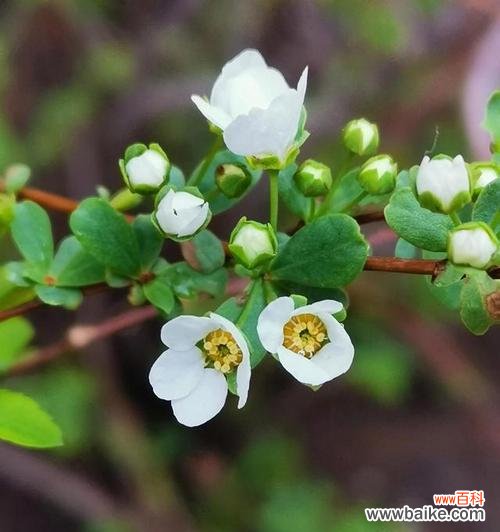 以牵牛花的花语谈释怀 花开释怀，心绽无忧