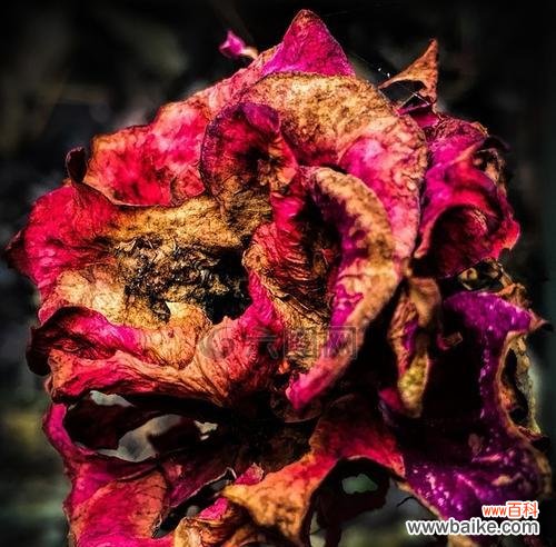 探索以什么花的花语中死亡为主题的深层含义 花语中的死亡