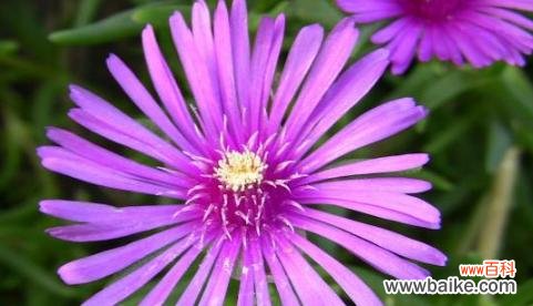 探寻紫色海棠花的花语与传说 紫色海棠花的含义和魅力