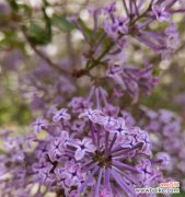 探寻紫色海棠花的花语与传说 紫色海棠花的含义和魅力