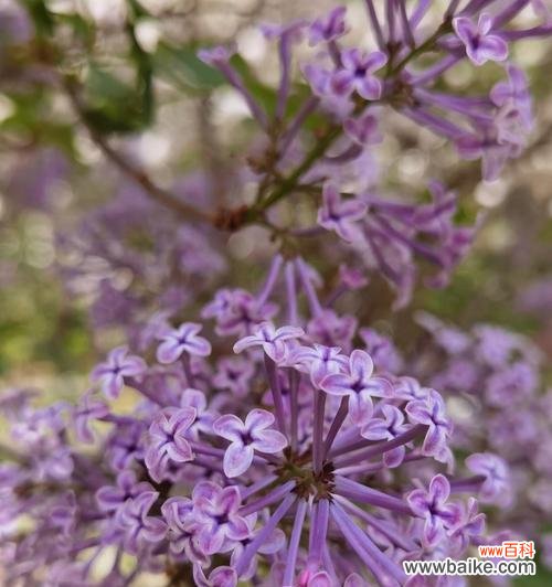 探寻紫色海棠花的花语与传说 紫色海棠花的含义和魅力