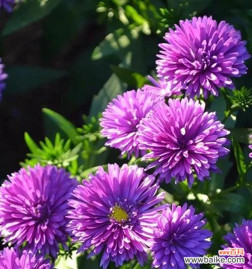 秋日花开 紫色翠菊