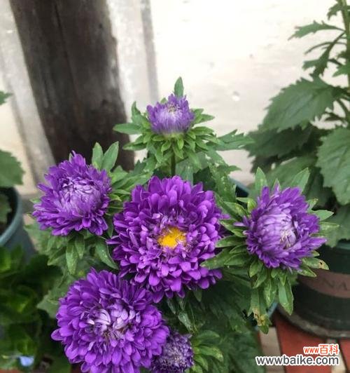 秋日花开 紫色翠菊