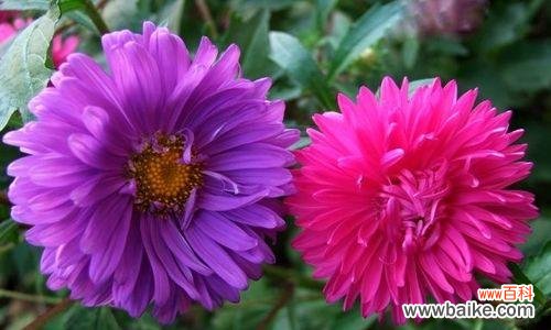 秋日花开 紫色翠菊