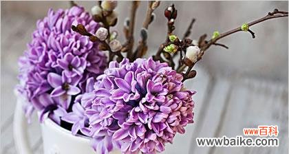 探寻淡紫色风信子的花语之美 风信子花语-静谧中的浪漫