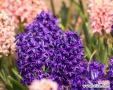 探寻淡紫色风信子的花语之美 风信子花语-静谧中的浪漫