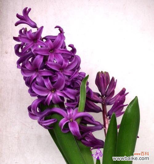 探寻紫色风信子的内涵及象征意义 紫色风信子的象征意义