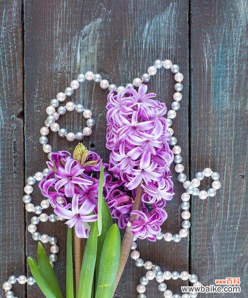 探寻紫色风信子的内涵及象征意义 紫色风信子的象征意义