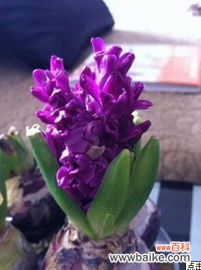 紫色风信子的花语和象征意义一览 紫色风信子的花语——寄托希望与祝福