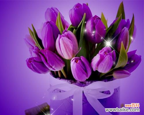 探索紫色花语风信子的魅力与神秘 紫色花语风信子的花卉之美