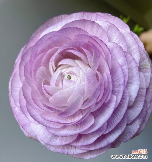 探寻紫色牡丹的神秘魅力与象征意义 紫色牡丹花语的深意