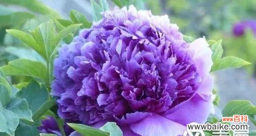 探寻紫色牡丹的神秘魅力与象征意义 紫色牡丹花语的深意
