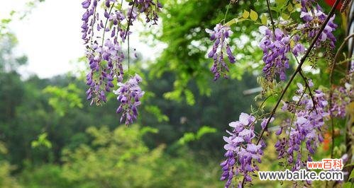 探寻紫藤花背后的花语之谜 紫藤花的花语和香味