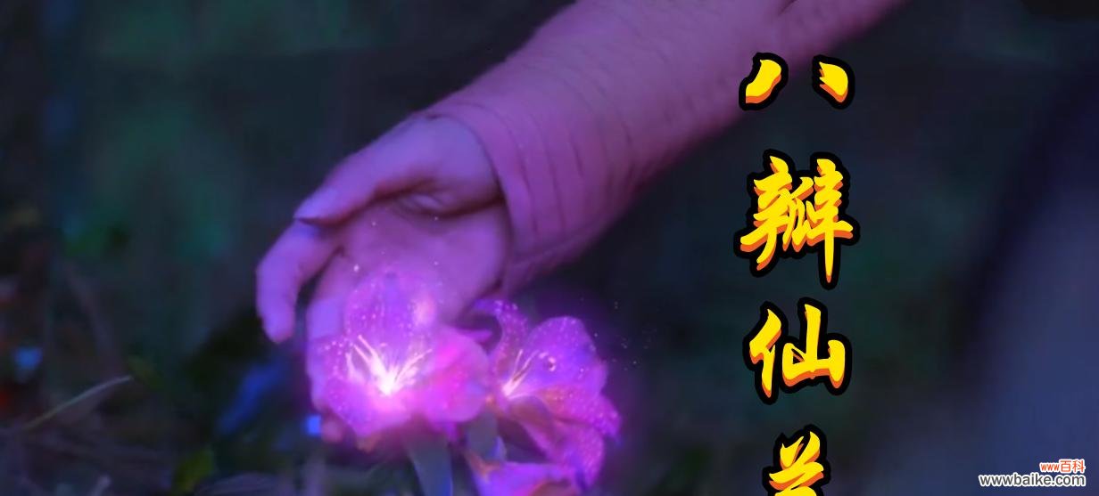 紫色野菊花的美丽与花语之谜 紫色野菊花花语