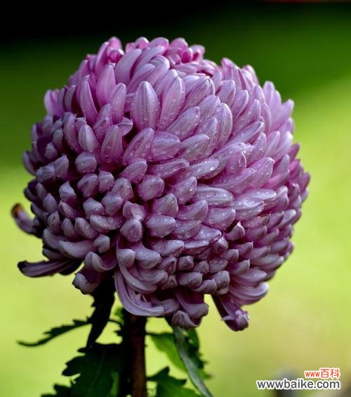 紫色野菊花的美丽与花语之谜 紫色野菊花花语