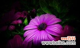 紫色野菊花的美丽与花语之谜 紫色野菊花花语