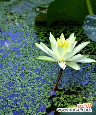 探寻紫睡莲的花语之美 紫睡莲的花语——坚韧与希望