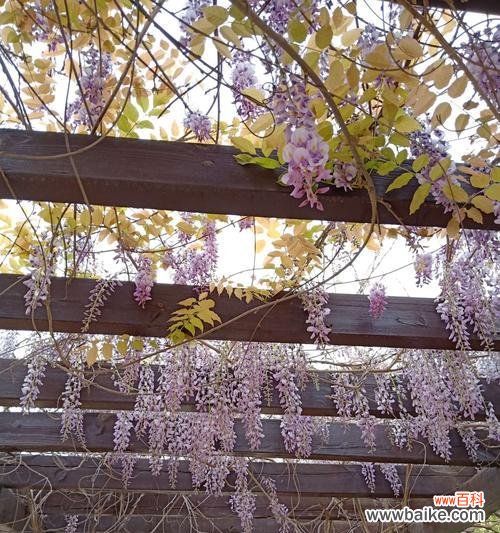 传递爱与希望的紫藤花 紫藤花的花语与寓意