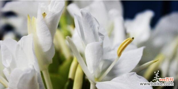 探寻姜花花语及美丽价值 花语姜花,守望你的美丽