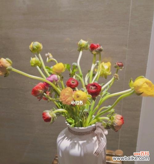 解读洋牡丹的八种不同含义 洋牡丹的花语与寓意