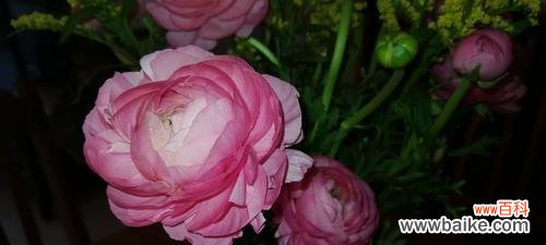 解读洋牡丹的八种不同含义 洋牡丹的花语与寓意