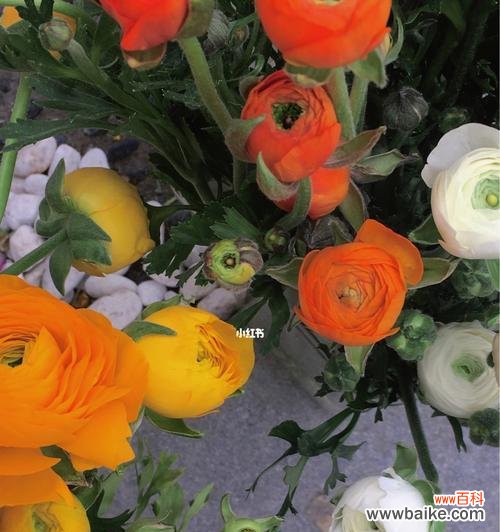 解读洋牡丹的八种不同含义 洋牡丹的花语与寓意