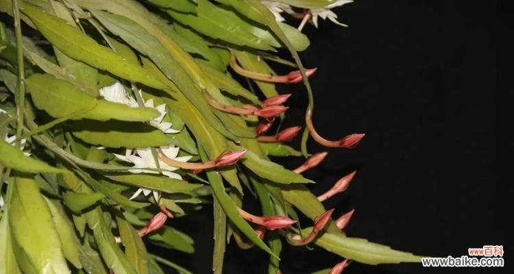 昙花一现,妖艳绝伦,背后真正的含义你知道吗? 探秘曼珠沙华——昙花花语的深刻含义