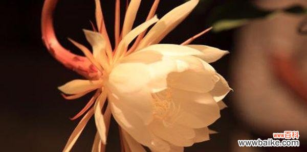 昙花一现,妖艳绝伦,背后真正的含义你知道吗? 探秘曼珠沙华——昙花花语的深刻含义