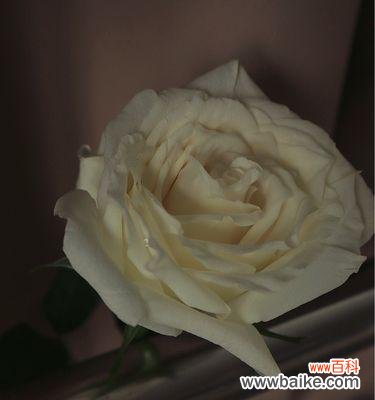 用白玫瑰传达的情感和象征意义 一束白玫瑰的意义