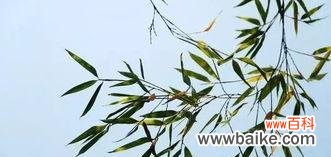 寓意深刻，让我们更加欣赏自然 竹子的寓意