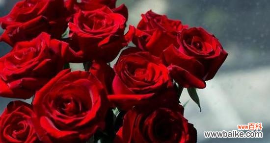 探究18朵玫瑰花所代表的含义 玫瑰花的寓意与花语