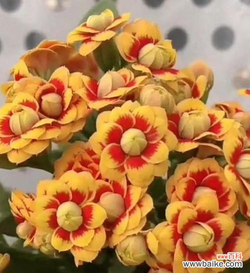 探寻长寿花的寓意及花语 长寿花的文化内涵和象征意义