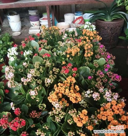 探寻长寿花的寓意及花语 长寿花的文化内涵和象征意义