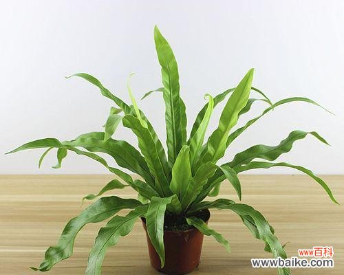 深入探究鸟巢蕨的象征意义 鸟巢蕨花语与传说