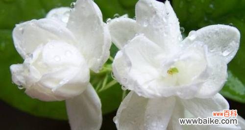 寓意优雅高贵 茉莉花的花语