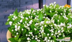 寓意优雅高贵 茉莉花的花语