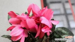 仙客来花语与寓意，赠送您心仪的人