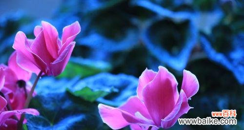 仙客来花语与寓意,赠送您心仪的人