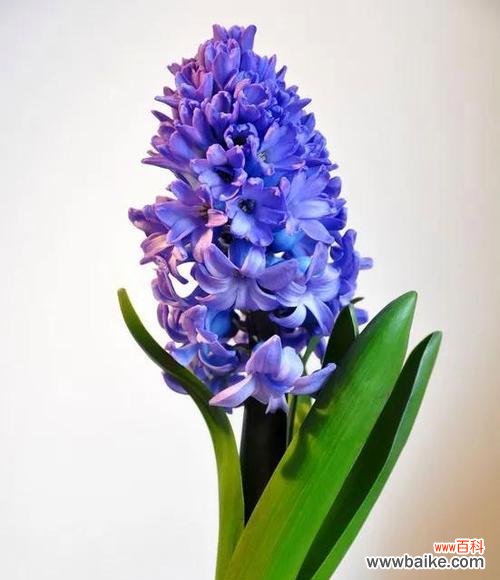 忘记过去 以迎春花为主题的文章