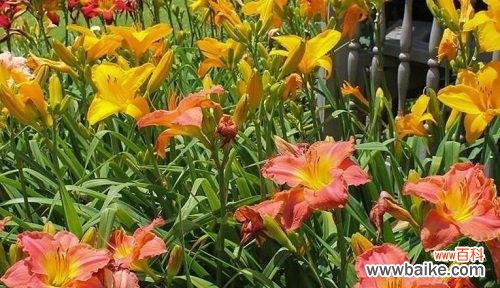 以忘记为主题的花语 花开忘忧