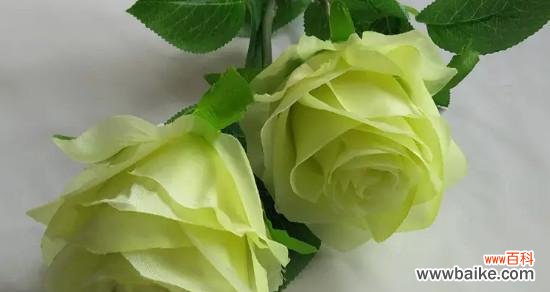 海棠花的花语及其象征的温柔品质 温柔之花