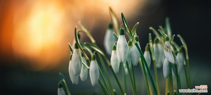 红玫瑰 永恒之爱——以红玫瑰的花语为主题的文章