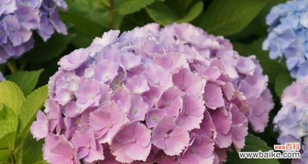 传递快乐和希望的花朵 以向日葵的花语为主题的微笑